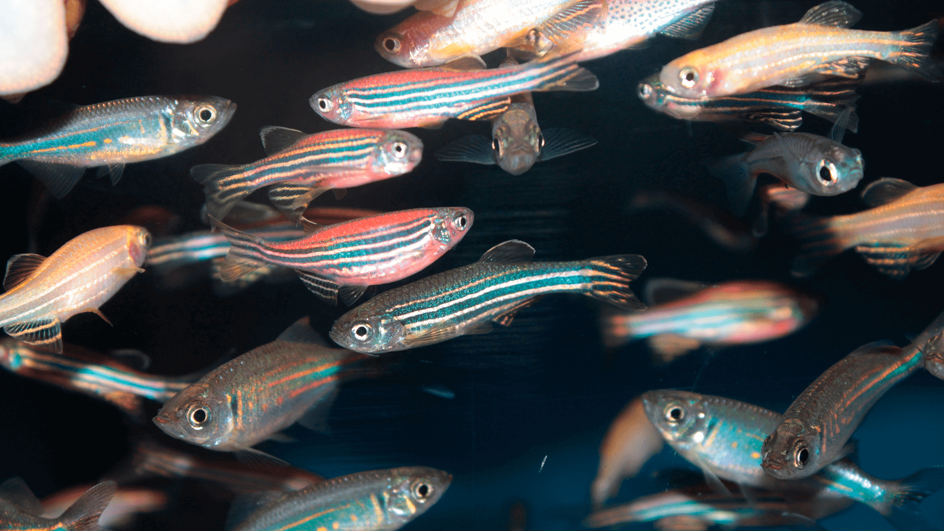 peces-zebra-investigacion-emprendimiento